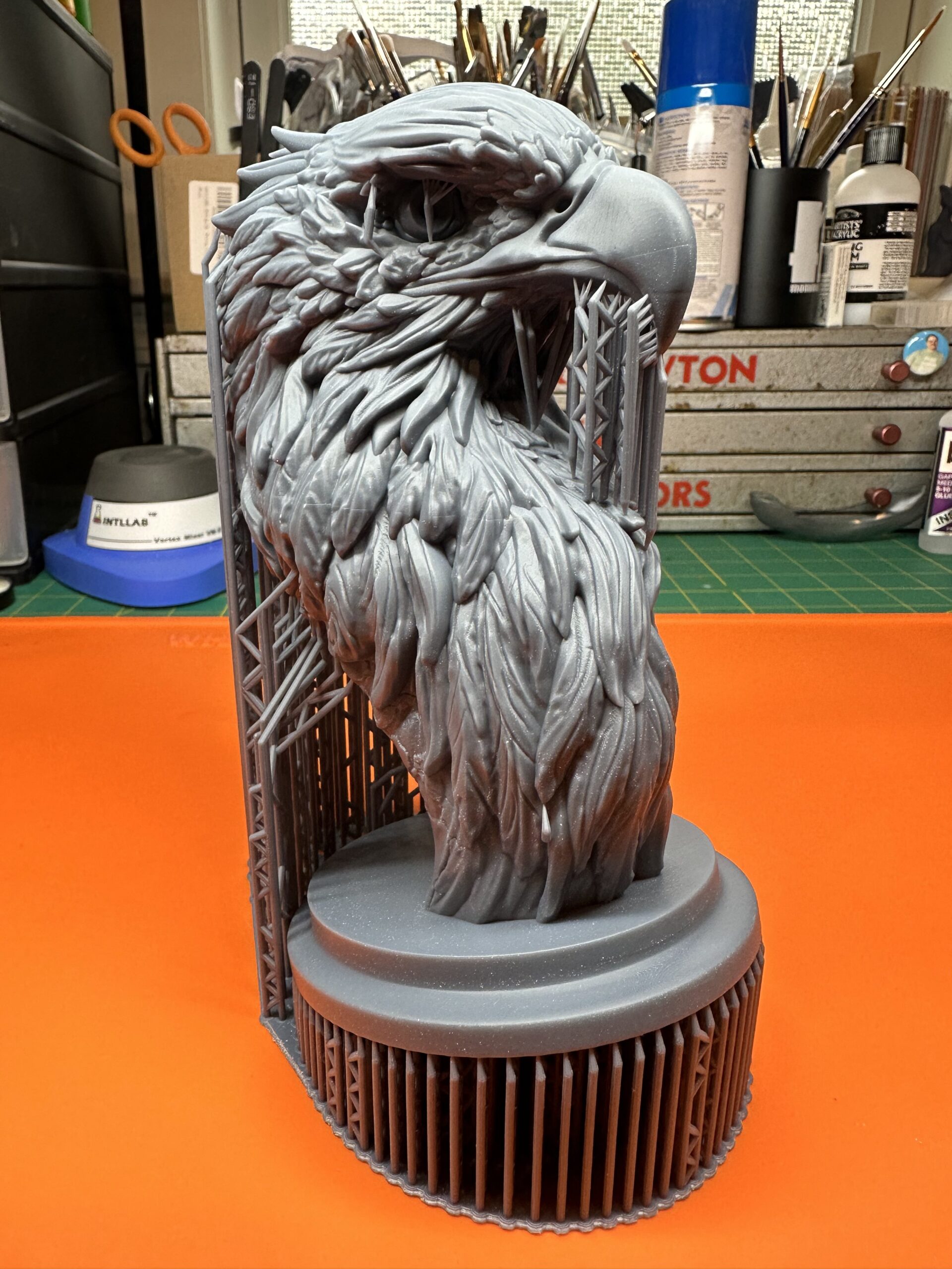 bald eagle
